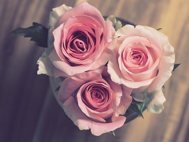 دانلود آلبوم مست معین roses flowers beautiful romantic photos 16