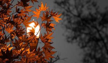 سیروان خسروی برگای نارنجی