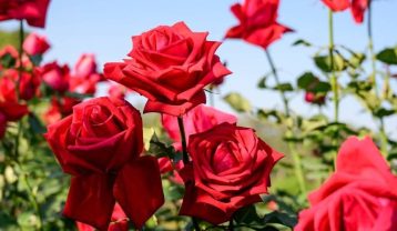 دانلود آهنگ فاطمه مهلبان عشق مقدس فاطمه مهلبان عشق مقدس