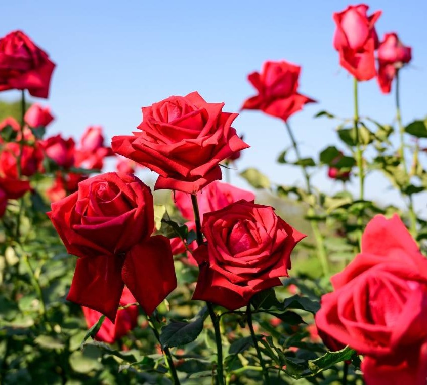 دانلود آهنگ فاطمه مهلبان عشق مقدس 1 فاطمه مهلبان عشق مقدس