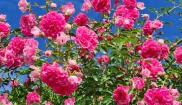 نوش آفرین سوهانی رات