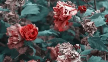 بهرام چرخه