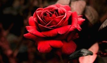 شهره کافی نبود برات