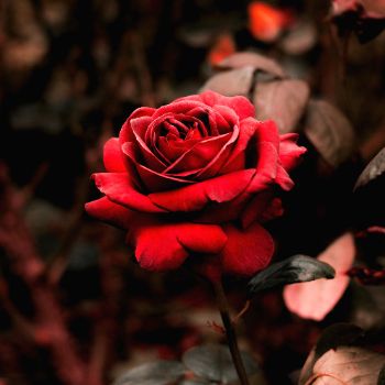 دانلود آهنگ شهره کافی نبود برات 1 شهره کافی نبود برات